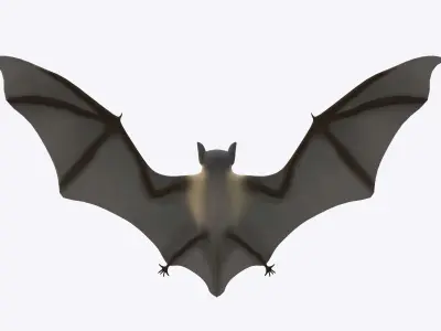 Bat Model 3D model