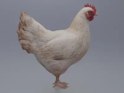 Hen with three different Textures Low-poly 3D model