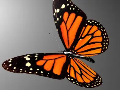 Butterfly model monarch - monarch Low-poly 3D model