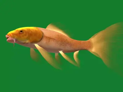Butterfly Koi Carp Fish Free 3D model