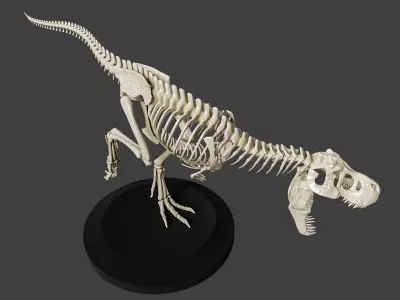T-Rex Dinosaur Skeleton - Museum Display 3D model