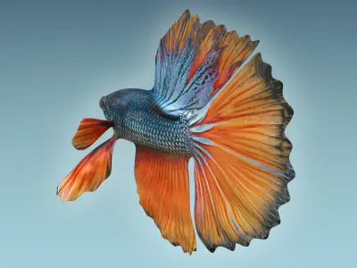 Betta Fish 9 3D model