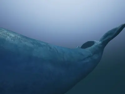 Sea Creature Pack Low-poly 3D model