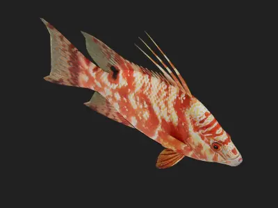 Hogfish Low-poly 3D model