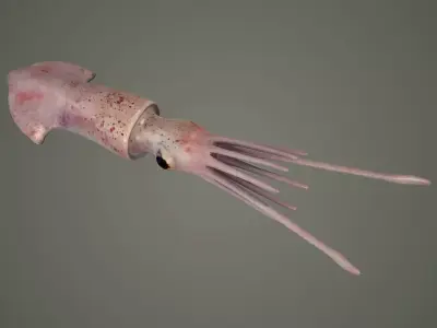 cuttlefish squid octopus cephlapod cephalopod fish  3D model