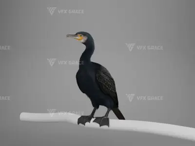 Realistic Cormorant Animation 3D Model Rigged for Blender 3D model