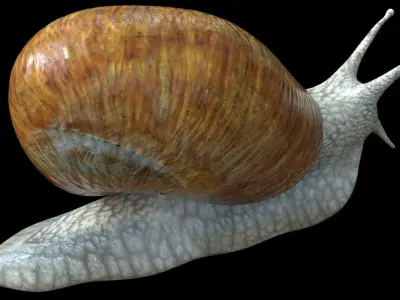 Snail Low-poly 3D model