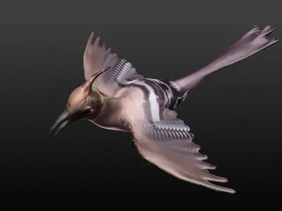 hoopie bird 3D model