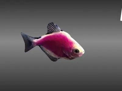 glofish rigged lowpoly Low-poly 3D model