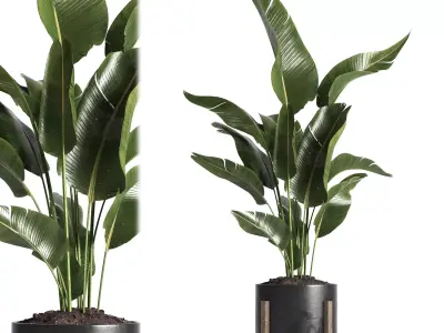 indoor plant 053 3D model