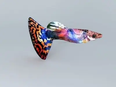 Very colorful fish Free 3D model