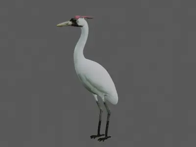 Crane Bird Low-poly 3D model