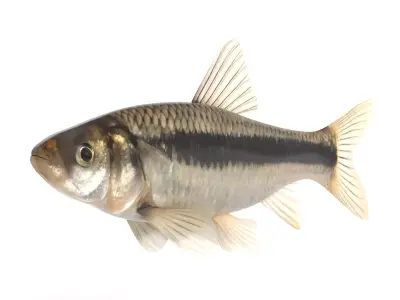 Fish Chub 3D model