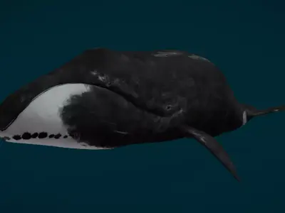 Bowhead Whale Animated Low-poly 3D model