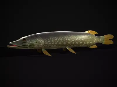 Northern Spotted Pike Low-poly 3D model