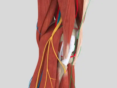 Complete Knee Anatomy 3D model