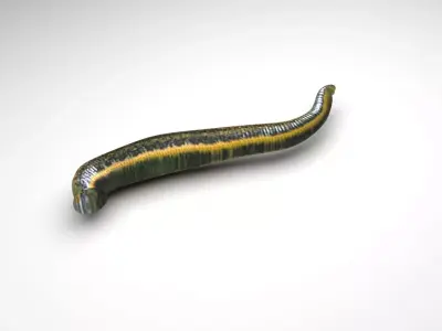 Leech Hirudo Medicinalis 3D model