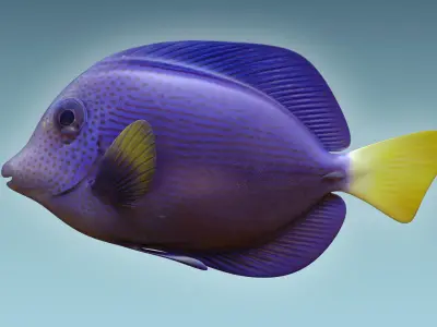 Zebrasoma Fish 2 3D model