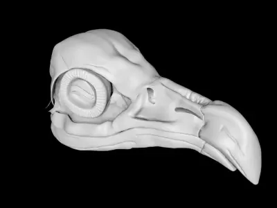 Vulture skull Low-poly 3D model