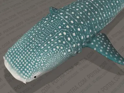 Whale Shark - Rhincodon Typus - Adult Male - Textured  3D model
