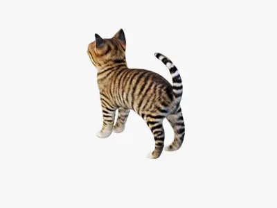 Cat Animal Free 3D model