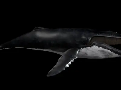 Humpback Whale - Megaptera Novaeangliae 3D model