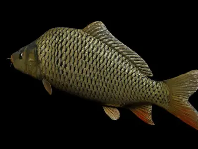 Common carp fish Free low-poly 3D model