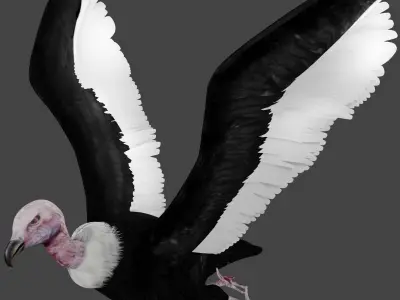 Vulture low poly fully rigged 3 Low-poly 3D model