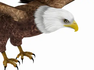 Bald Eagle 3D model purchase