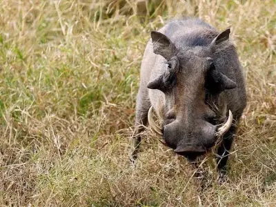 model-african-boar-head-3ds-max Low-poly 3D model