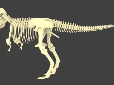 Tyrannosaurus Rex or T-Rex Dinosaur Skeleton Low-poly 3D model