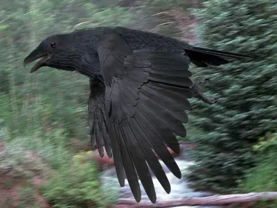 CROW - BLENDER Low-poly 3D model