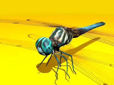 Dragonfly Full Rigged Low-poly 3D model