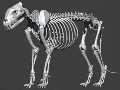 Lion skeleton 3D model