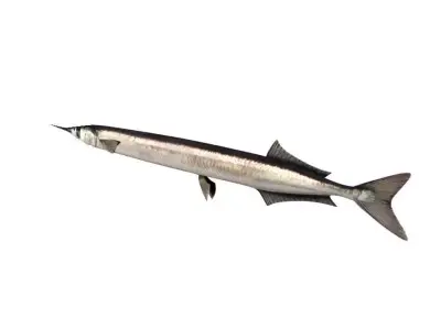 Garfish Sea Needle Fish Belone Belone 3D model