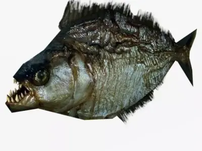 Low poly piranha fish 3D model