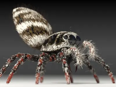Zebra Jumping Spider 3D model