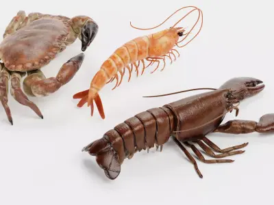 Shrimp Crab Lobster - Crustacean Collection 3D model
