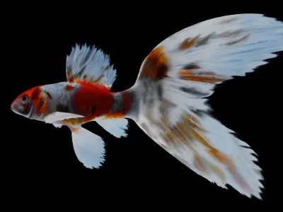Sarasa Comet goldfish Low-poly 3D model