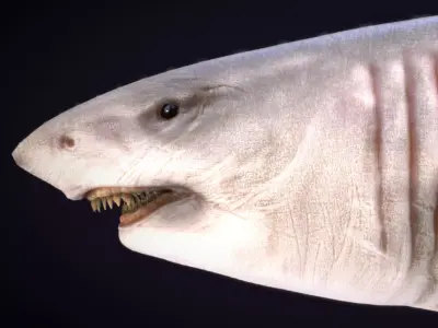 Megalodon Low-poly 3D model