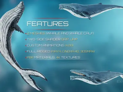 Whale and Whale Calf - Underwater Creature Animated Monster - 23 Low-poly 3D model