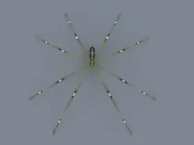 Daddy Long Legs Low-poly 3D model