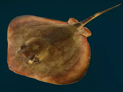 Red Stingray Animated  Low-poly 3D model