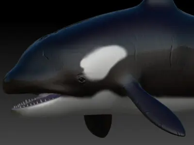 Rigged Orca Low-poly 3D model