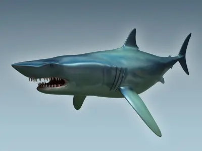 Shark dolphin 3D model