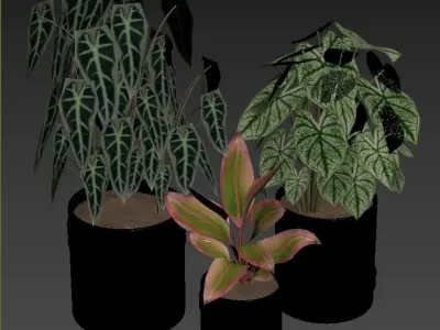Red Aglaonema 02 3D model