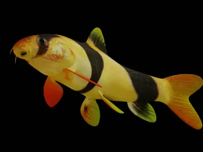 Clown Loach Fish Low-poly 3D model