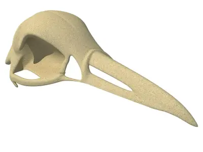 Skeleton of Bald Eagle Skull  3D model