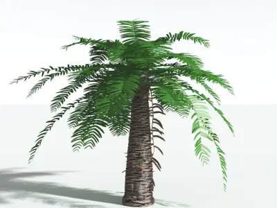 EVERYPlant Pseudoctnis Cycad 2 --12 Models-- 3D model