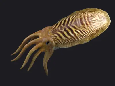 ocean the king squid  the giant squid the VR animal 3D model